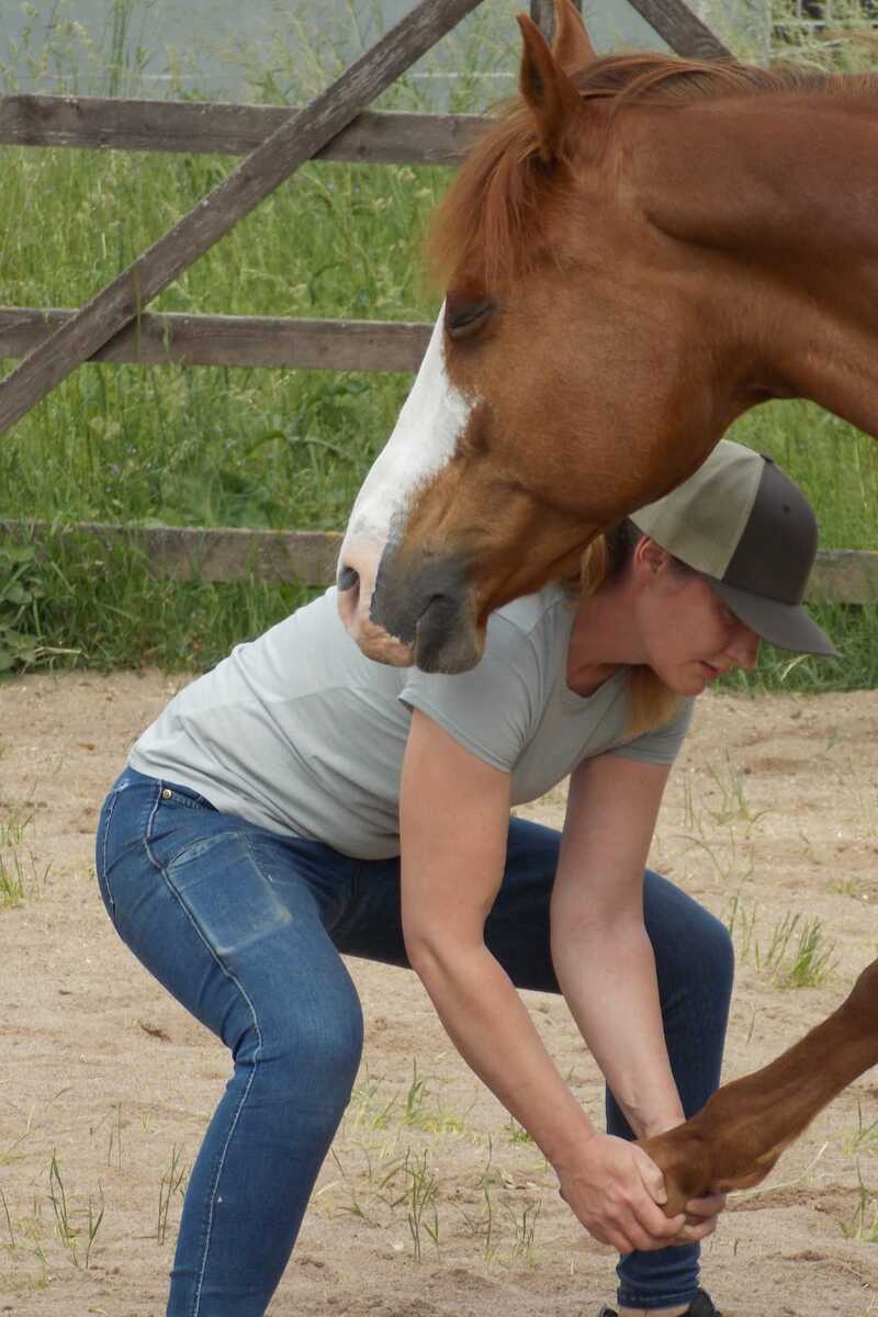 Hundephysiotherapie und entspannende Massage für einen Hund in der Region Erfurt.